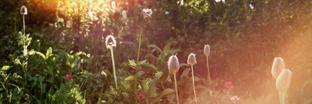 Wildflower in forest on a sunny dayの写真素材