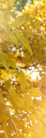 Branches with autumn leaves against the skyの写真素材