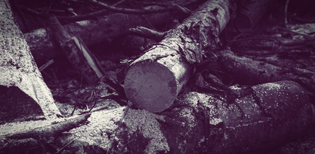 High angle view of fallen tree on field in forestの写真素材