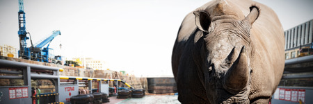 Rhinoceros standing on a dusty land against construction siteの写真素材