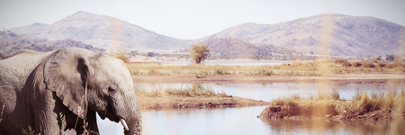 Side view of an elephant in the savanna against herd of elephantの写真素材