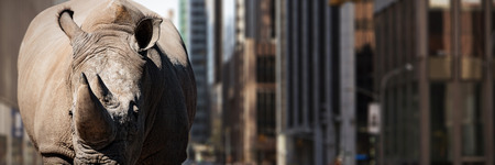 Rhinoceros standing on a dusty land against picture of a cityの写真素材