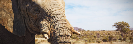 Close-up of elephant showing its tusk against view of a giraffeの写真素材