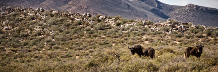 Wildebeest grazing on grassland on a sunny dayの写真素材
