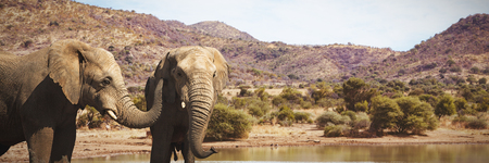 Wild elephants grazing on grassland against lakeの写真素材