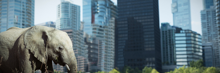 Side view of an elephant in the savanna against cityの写真素材