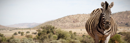 Zebra standing on a dusty land against group of wildebeests on fieldの写真素材