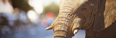 A blurry street scene against close-up of elephant showing its tuskの写真素材