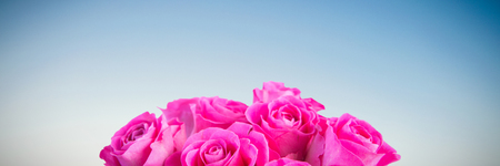 Pink flowers on blue and white backgroundの写真素材
