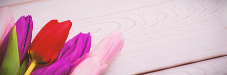 Colorful tulips on wooden floorの写真素材