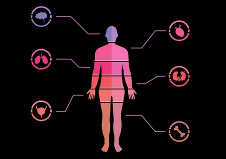 Digital composite of Human Body chartの写真素材