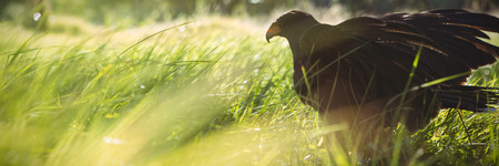 Close up of golden eagle perching on field in forest