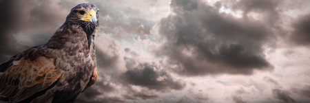 Eagle on white background  against blue sky with white cloudsの写真素材