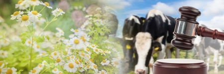 Digital composite of Gavel and cows on farm animal auctionの写真素材