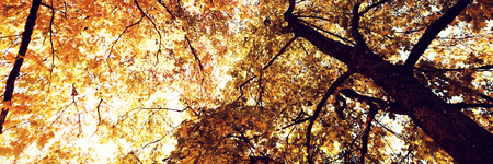Autumnal nature scene with copy space