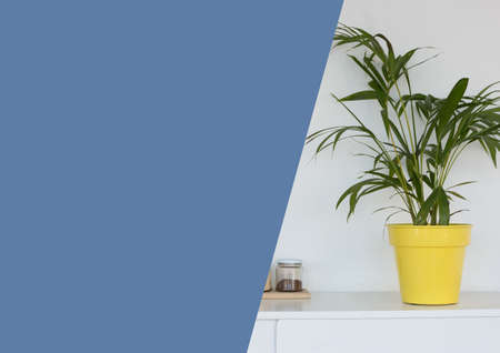 Composition of house plant image with large blue diagonal cut copy space. domestic interior presentation concept with copy space, digitally generated image.の写真素材