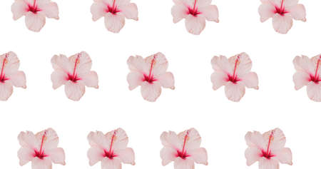 Illustration of rows of pink flowers on white background. spring, summer and nature concept digitally generated image.の写真素材
