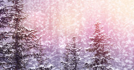 Image of winter scenery landscape with light spots and fir trees covered in snow. christmas...