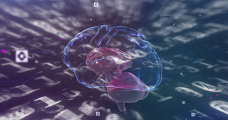 Image of binary coding numbers changing with human brain spinning. learning and knowledge concept digitally generated image.の写真素材