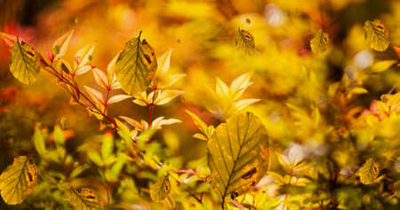 Composition of leaves falling over autumn park scenery. nature, seasons, autumn and colour concept digitally generated image.の写真素材