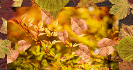 Composition of leaves falling over autumn scenery. nature, seasons, autumn and colour concept...