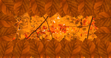 Full frame shot of autumn leaves and trees with copy space and frame. autumn season, backgrounds and...