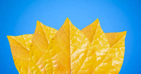 Close-up of yellow autumn leaves isolated on blue background with copy space. autumn season, nature and studio shotの写真素材