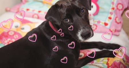 Image of heart icons floating over black pet dog at home. love and dog concept digitally generated...