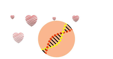 Digital image of dna structure spinning against multiple red hearts against white background. medical research and technology conceptの写真素材