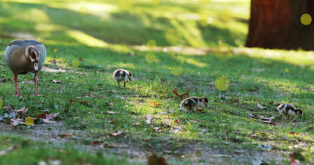 Image of yellow spots over birds eating in park. bird day and celebration concept digitally...