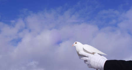 Image of light spots and clouds over pigeon in hands. bird day and celebration concept digitally generated image.の写真素材