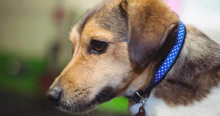 Close up of small brown and white pet dog in blue collar. walk your dog month, dog ownership and...