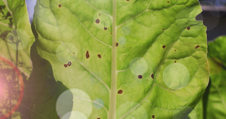 Composite image of spots of light against close up of a green leaf. community garden week awareness...