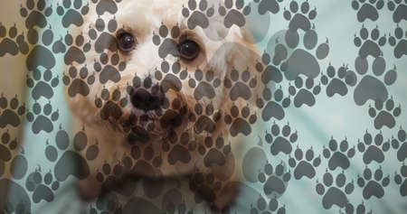 Image of paw icons over dog. National dog day and digital interface concept digitally generated...