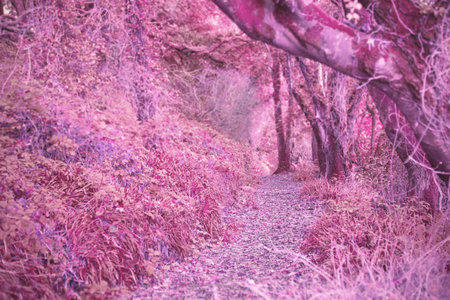 Path in autumnal forest in purple tintの写真素材