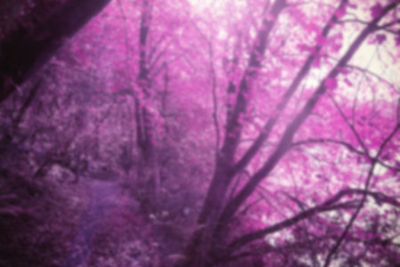 Flowering trees during springtime against skyの写真素材