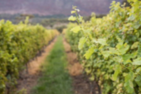 Defocused image of plants growing on fieldの写真素材