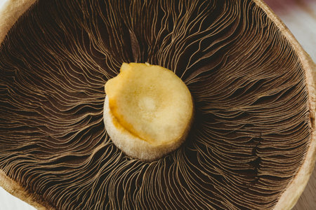 Close-up of fresh mushroomの写真素材