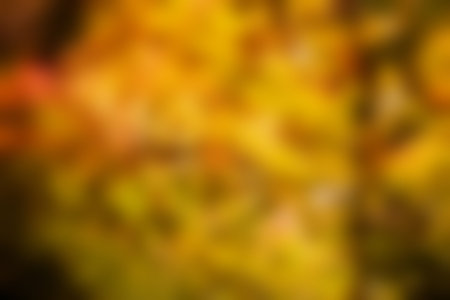 Blurry of autumn trees on a sunny dayの写真素材
