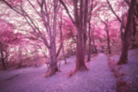 Blossoming trees during springtime against skyの写真素材