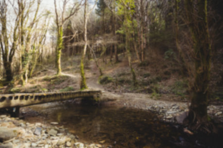 Footbridge over stream in forest