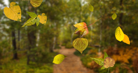 Image of multiple autumn leaves falling in seamless loop over out of focus forest in the foreground. Seasons change concept digitally generated image.の写真素材