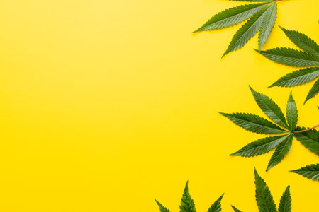 Image of marihuana leaves lying on yellow background. Cbd oil, medical marihuana, cannabis medicament concept.の写真素材