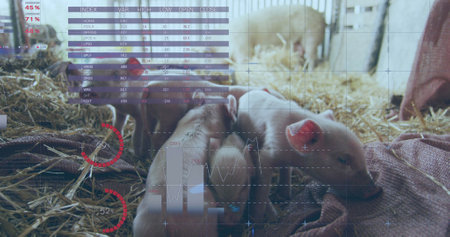 Image of financial data processing over pigs at farm. Global finances, ecology and digital interface concept digitally generated image.の写真素材