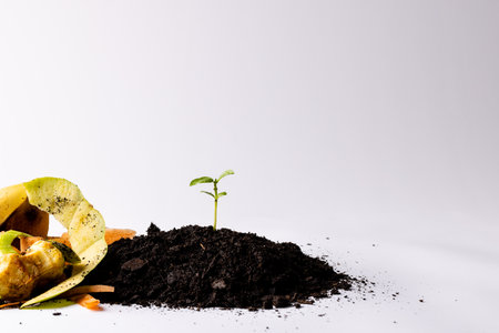 Organic fruit and vegetable waste for composting and seedling in dark soil, with copy space. Ecology, growth, care and nature concept.の写真素材