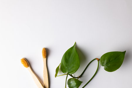 Image of two eco toothbrushes and plant with copy space on white background. Plastic free beauty,...