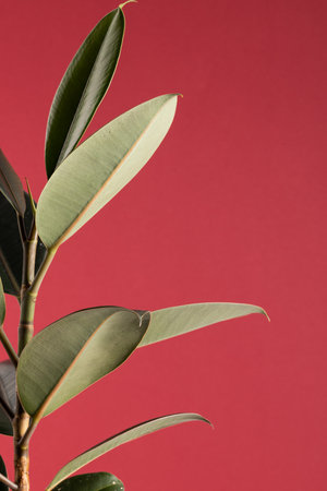 Close up of plant with big green leaves on red background with copy space. Colour, nature and texture.の写真素材