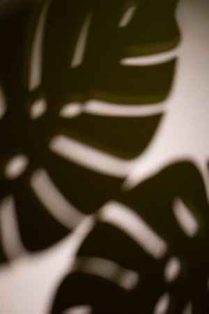 Close up of leaves shadows on white background with copy space. Colour, nature, shapes and texture.