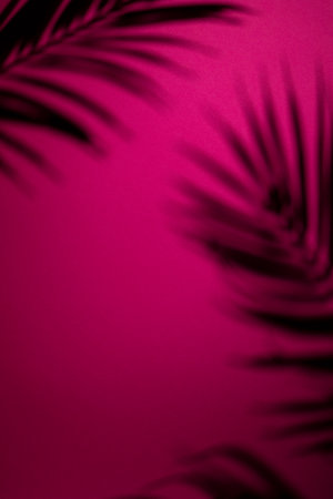 Close up of leaves shadows on pink background with copy space. Colour, nature, shapes and texture.の写真素材