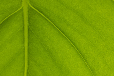 Close up of green leaf with veins and midrib, copy space. Colour, nature and texture.